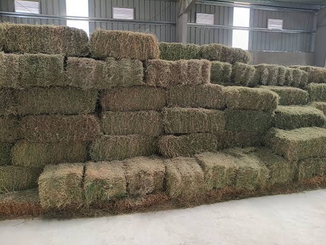Premium Alfalfa Hay